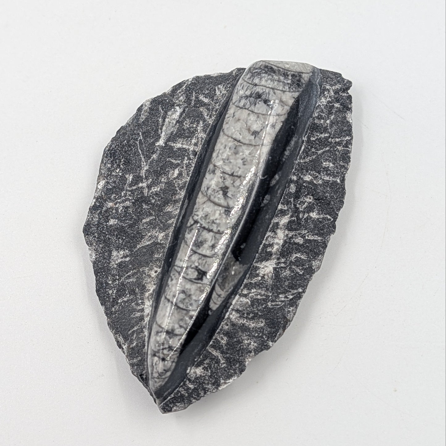 Orthoceras Fossil
