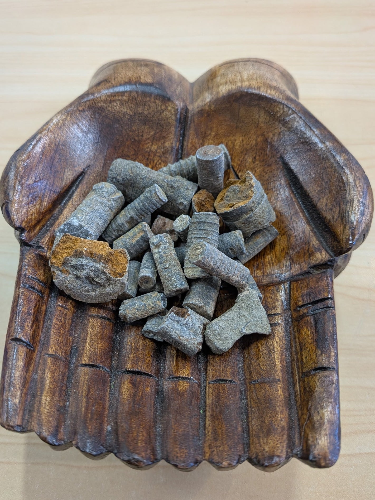 Crinoid Fossils