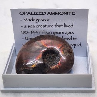 Opalized Ammonite