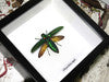Framed Bugs - Chrysochroa Rajah