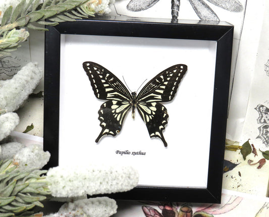 Framed Bugs = Papilio Xuthus