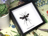 Framed Bugs - Hemipepsis Speculifer Diselene