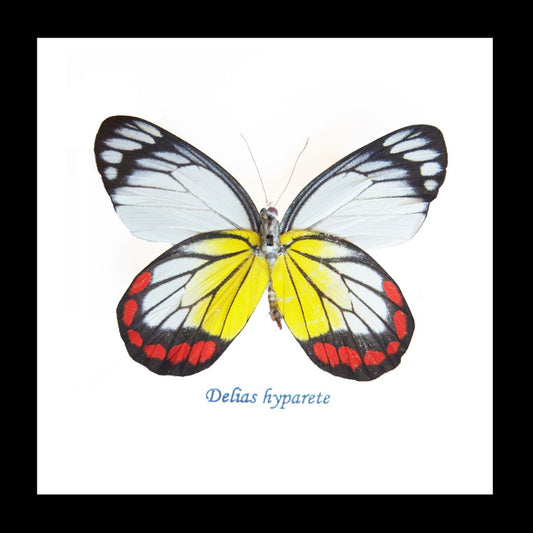 Framed Bugs - Delias Hyparete.