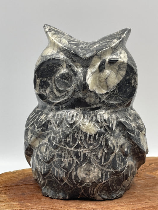 Shell Stone Owl