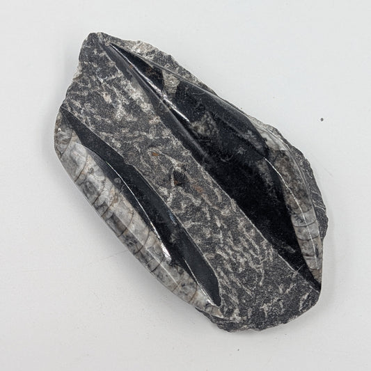 Orthoceras Fossil