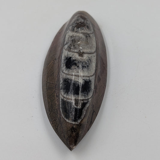 Orthoceras Fossil