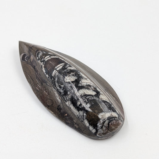 Orthoceras Fossil
