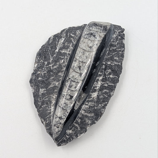 Orthoceras Fossil