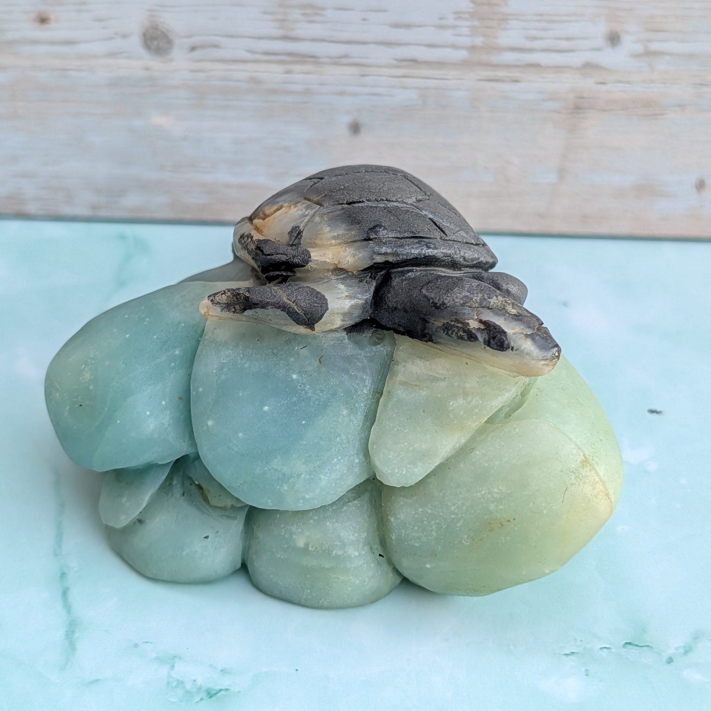 Caribbean Calcite Turtle
