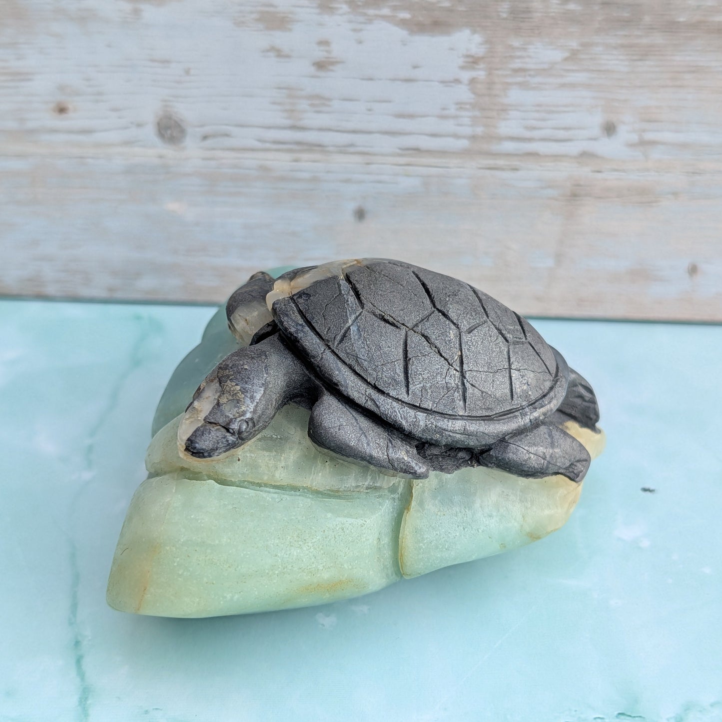 Caribbean Calcite Turtle