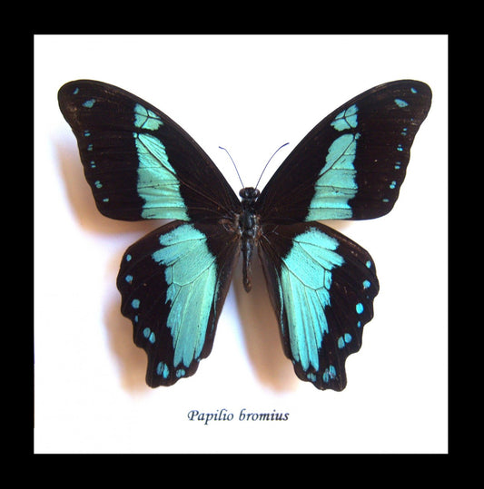 Framed Bugs - Papilio Bromius