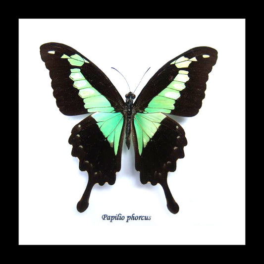 Framed Bugs - Papilio Phorcas