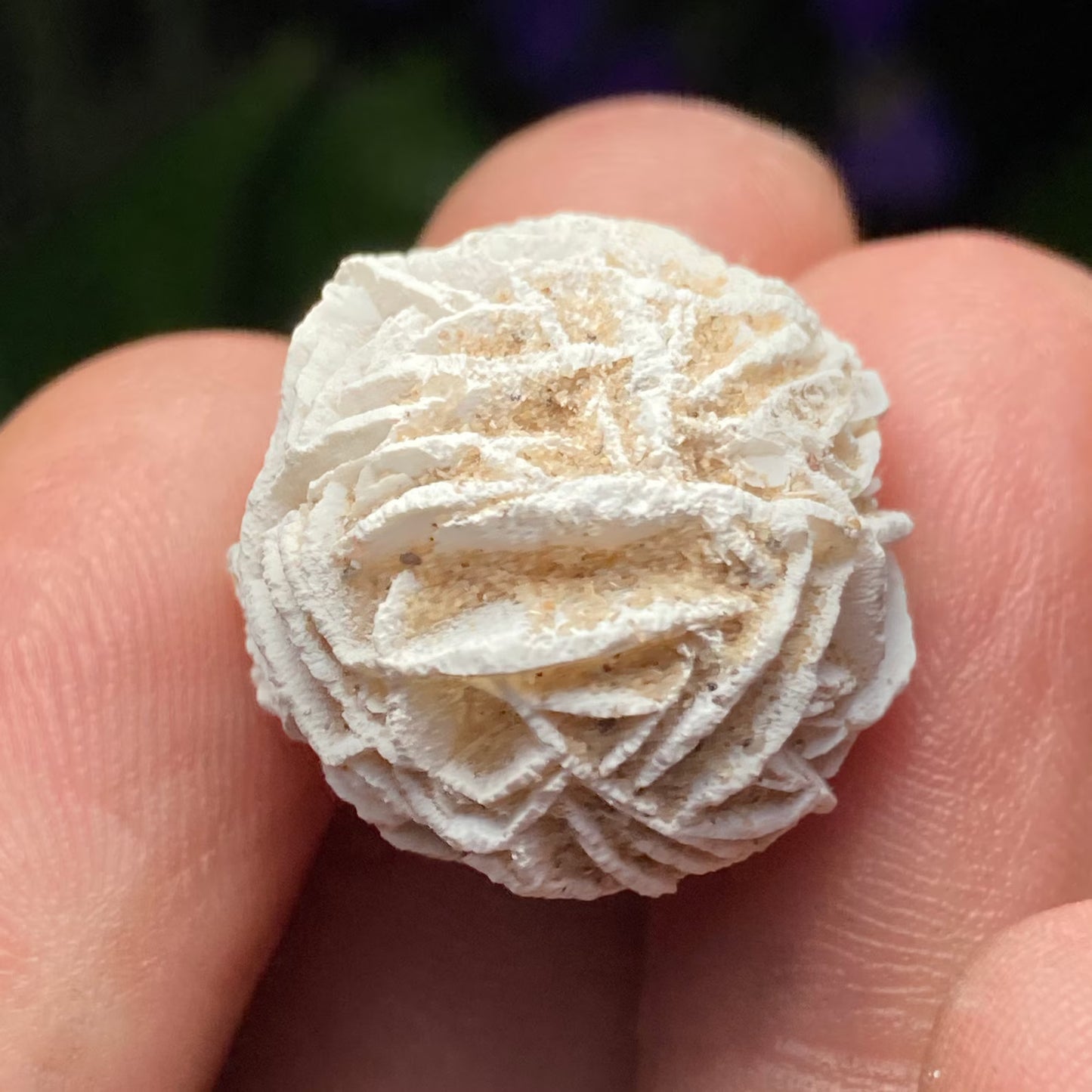 Desert Rose