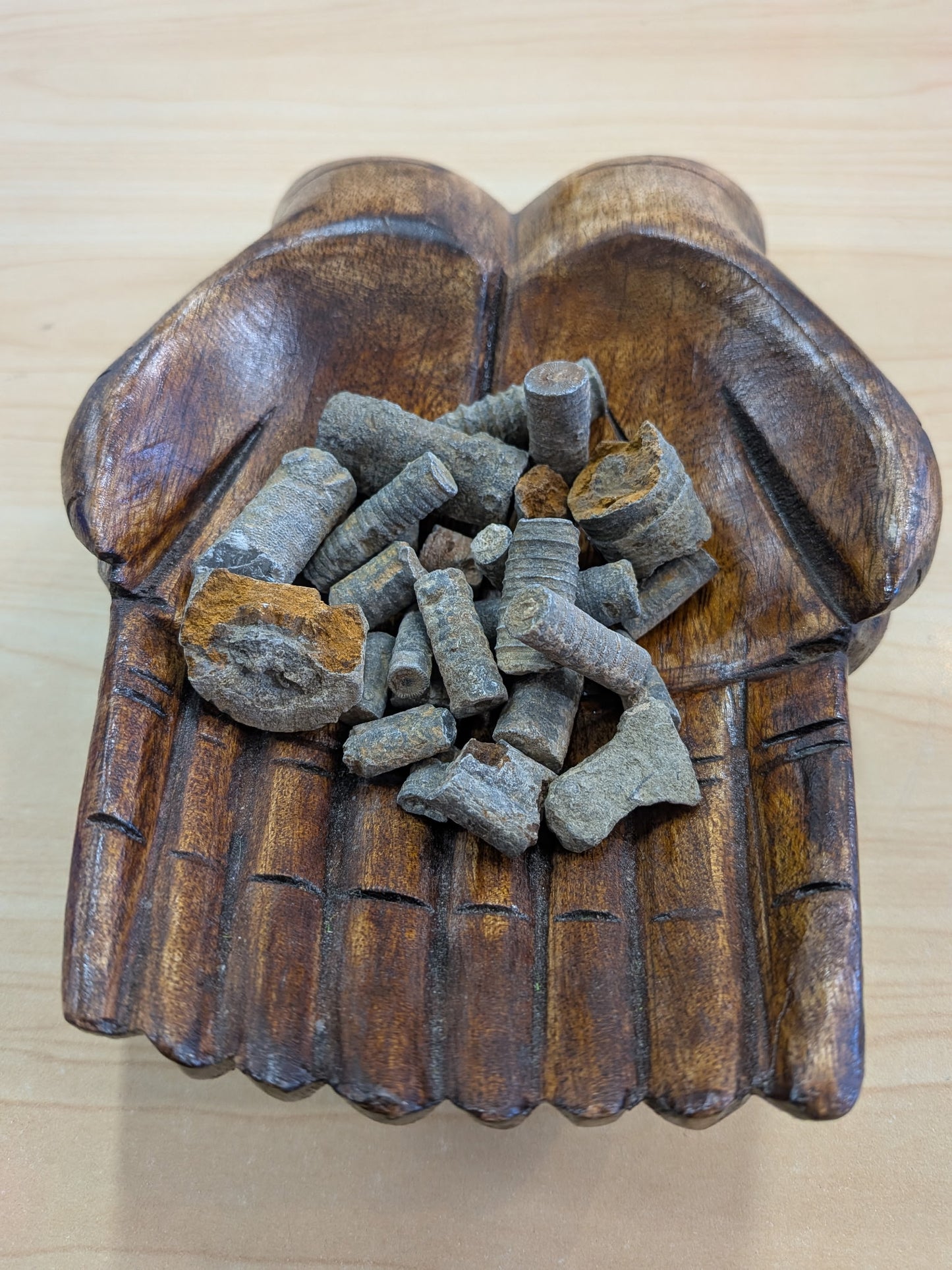 Crinoid Fossils