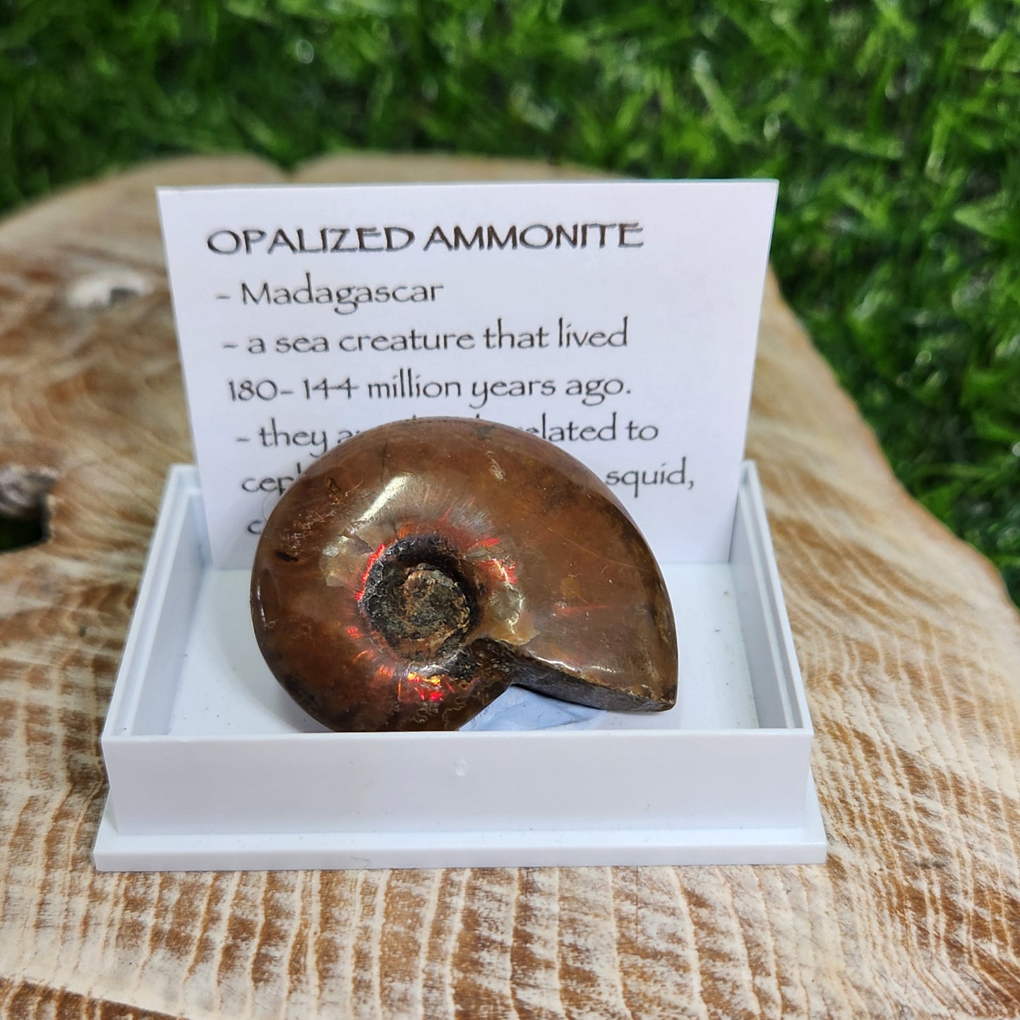 Opalized Ammonite